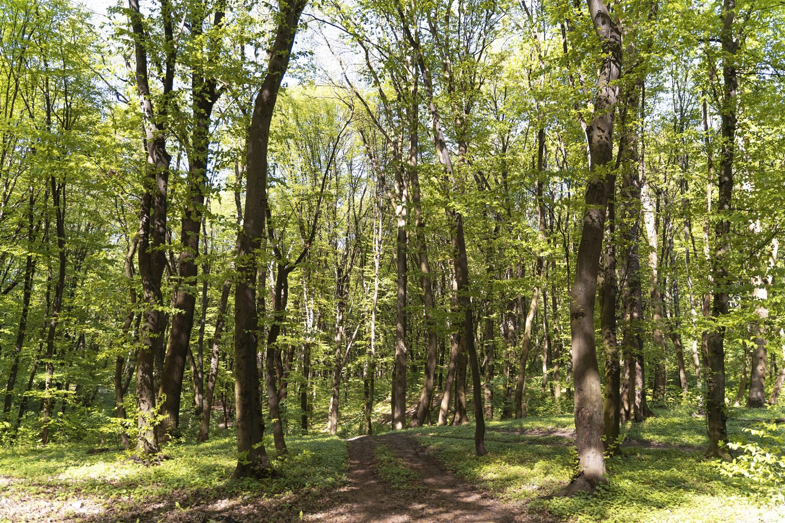 Friedwald- & Naturbestattung
